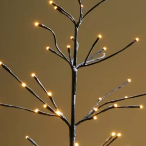 Sapin Isaac – Image 2