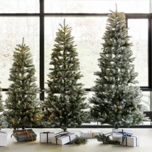 Sapin Elias – Image 3