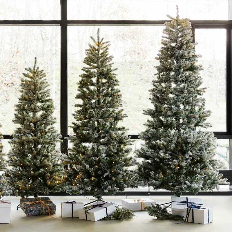 Sapin Elias – Image 3