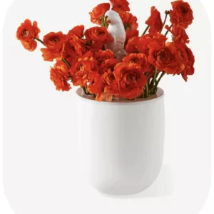 Vase Bird Watching – Image 2